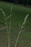 Smooth brome